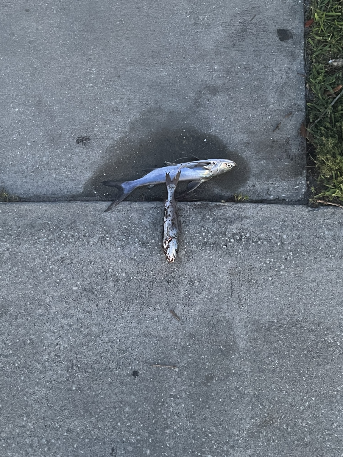 Two fish on the sidewalk positioned in the shape of a T